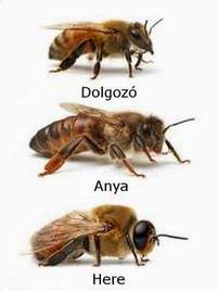 méhek